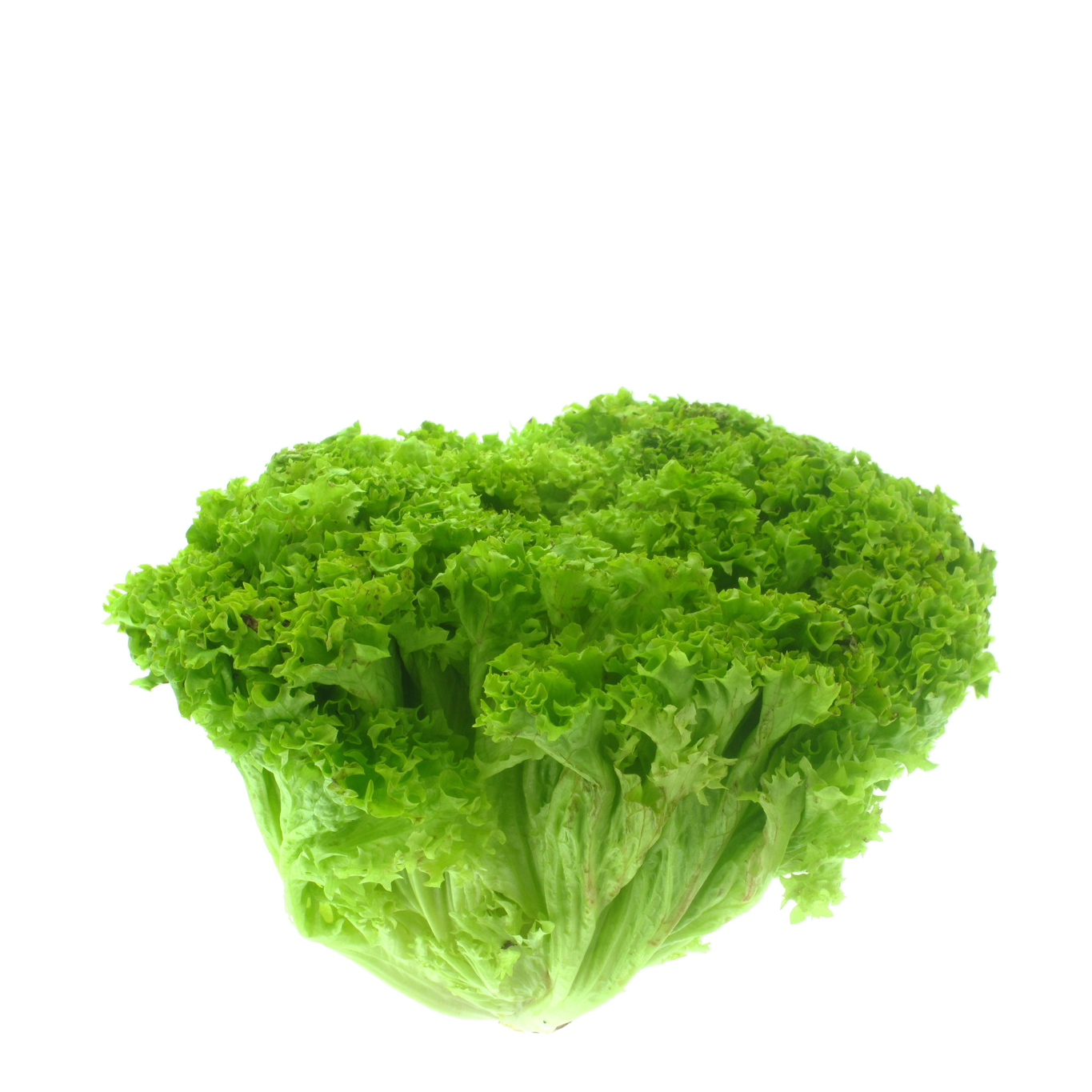 Лоло біондо